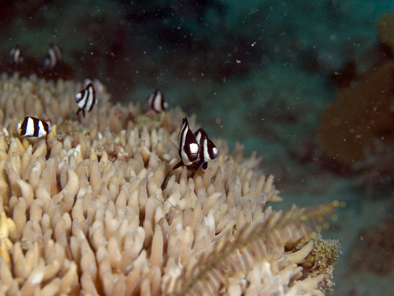 Fish, Seaventures House Reef